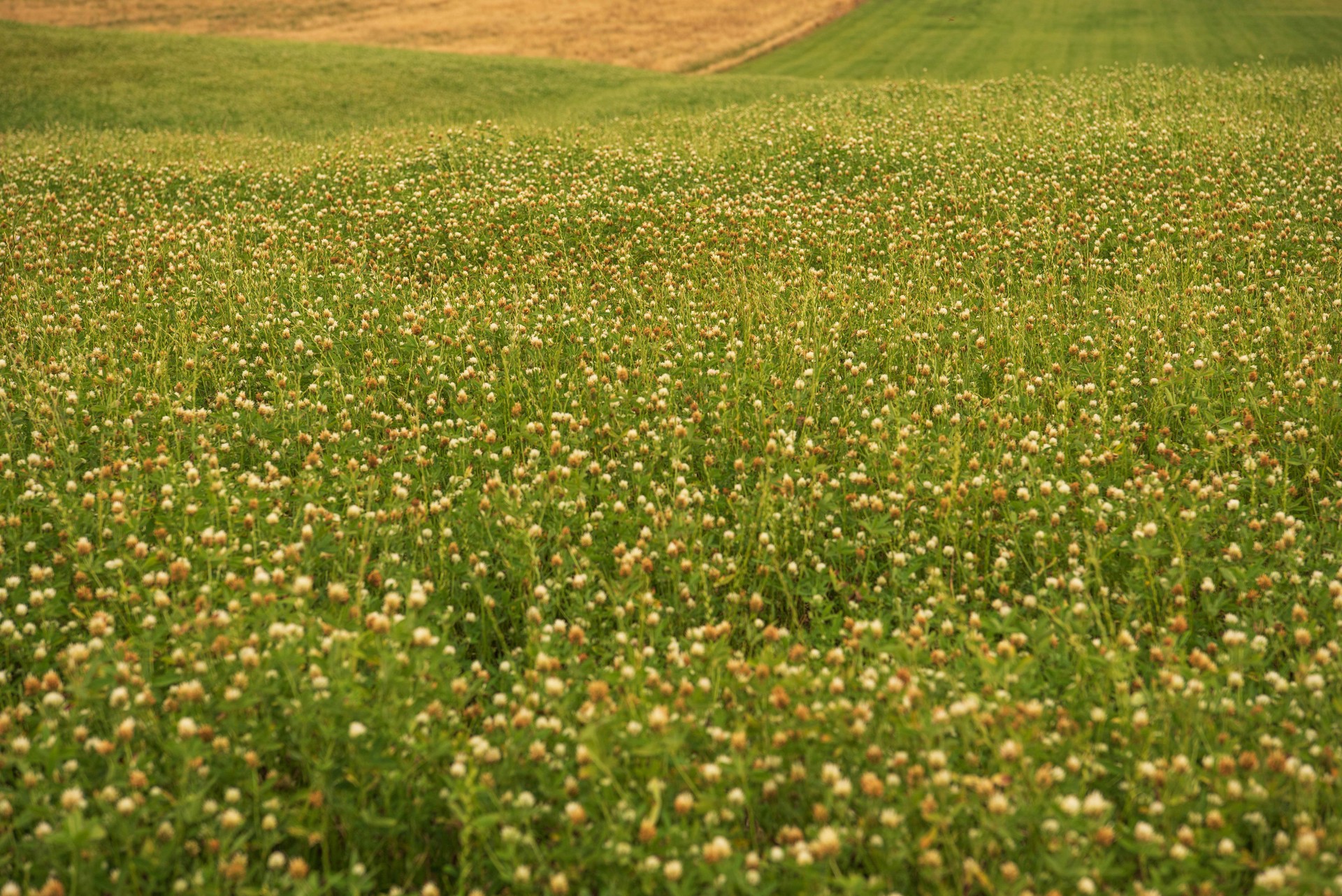 Clover Field in Flower