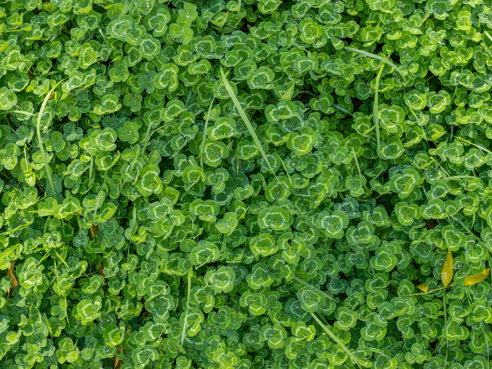 Clovers background with dew drop