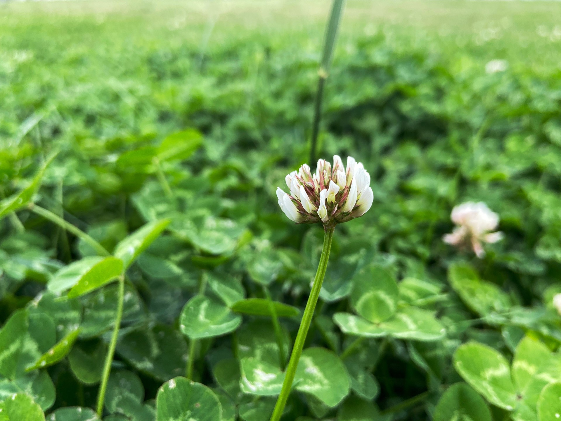 Clover fields with flower in nature