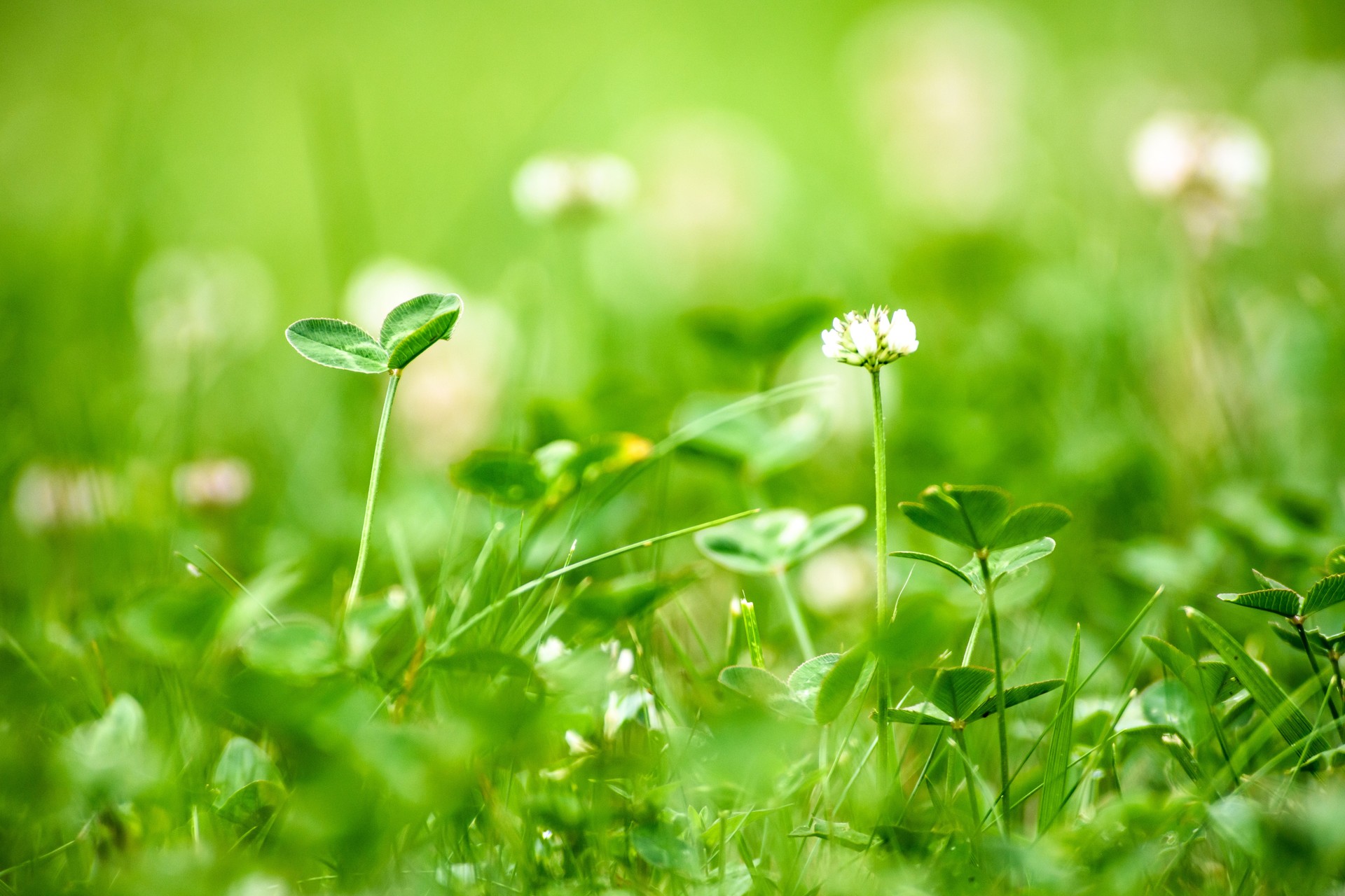 Nature backgrounds: Clover meadow