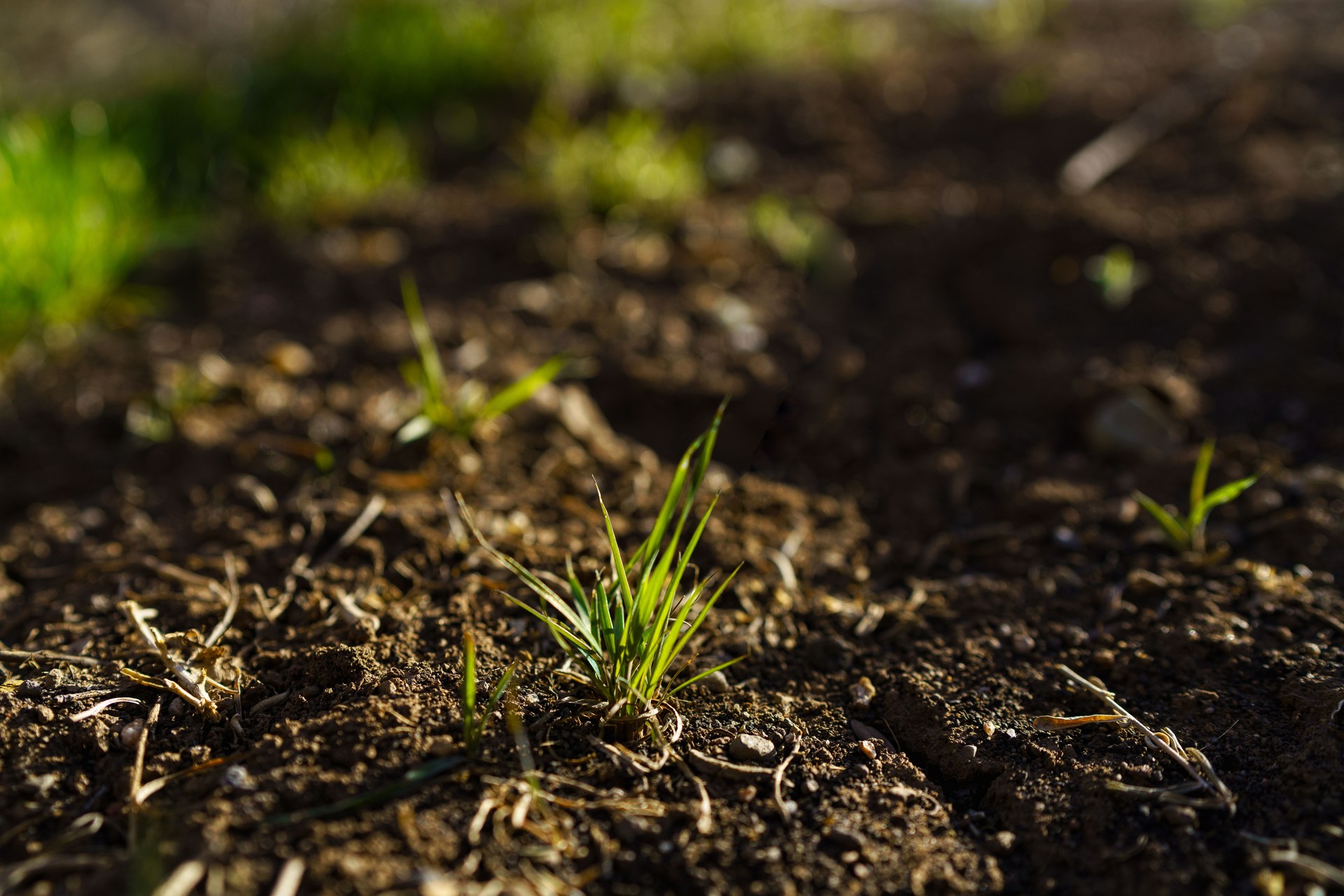 Green Grass New Shoot Growing