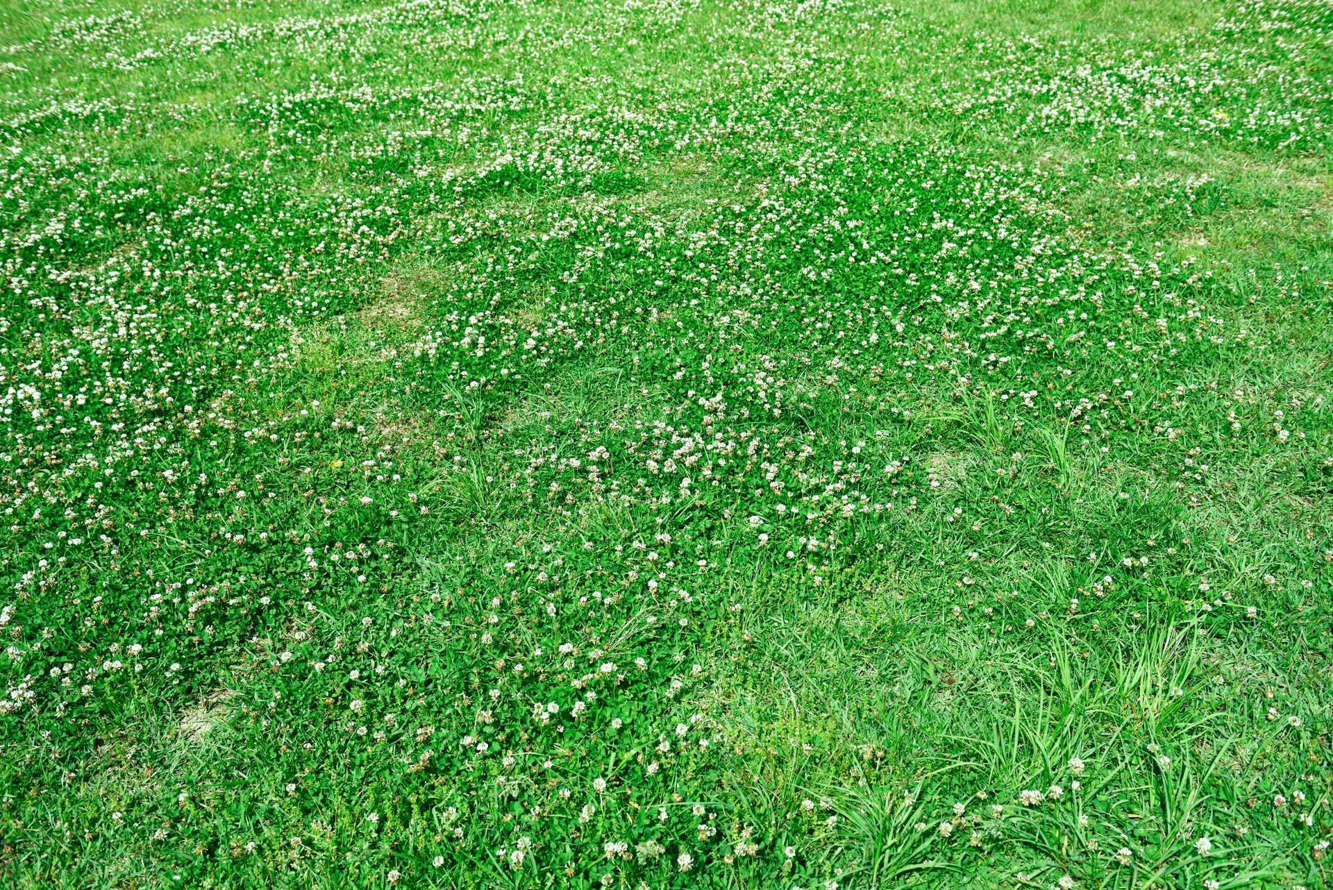 Clover flowers