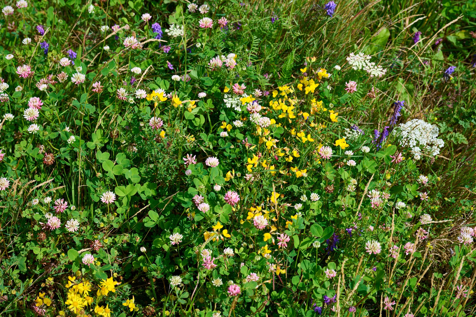 Abandoned cultivated land transforms into lush wilderness after one year