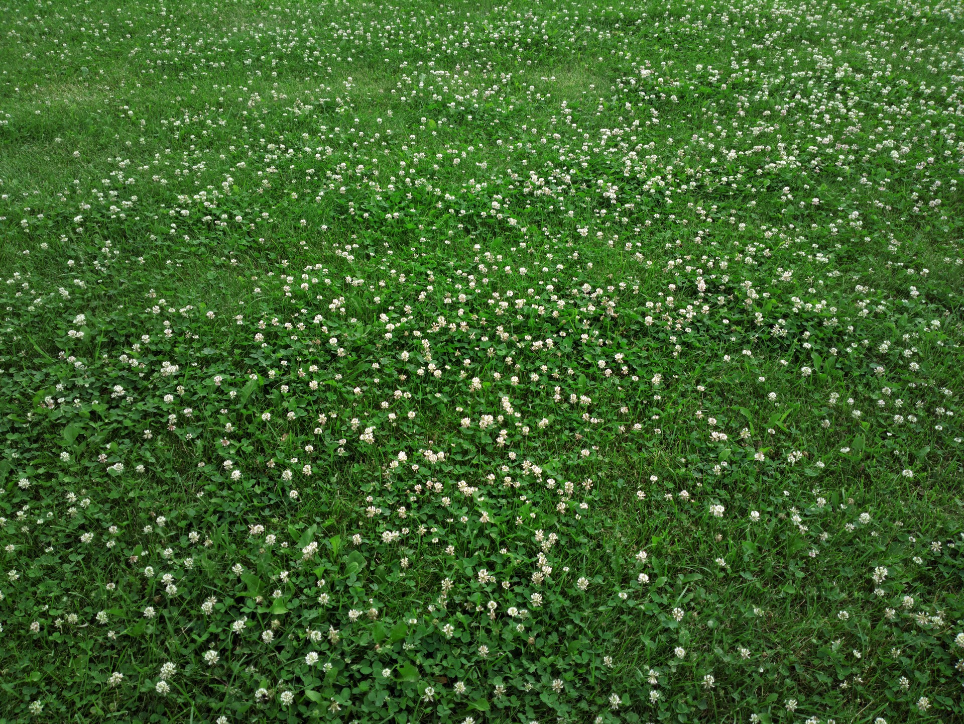 Flowers of the clover in the grass.